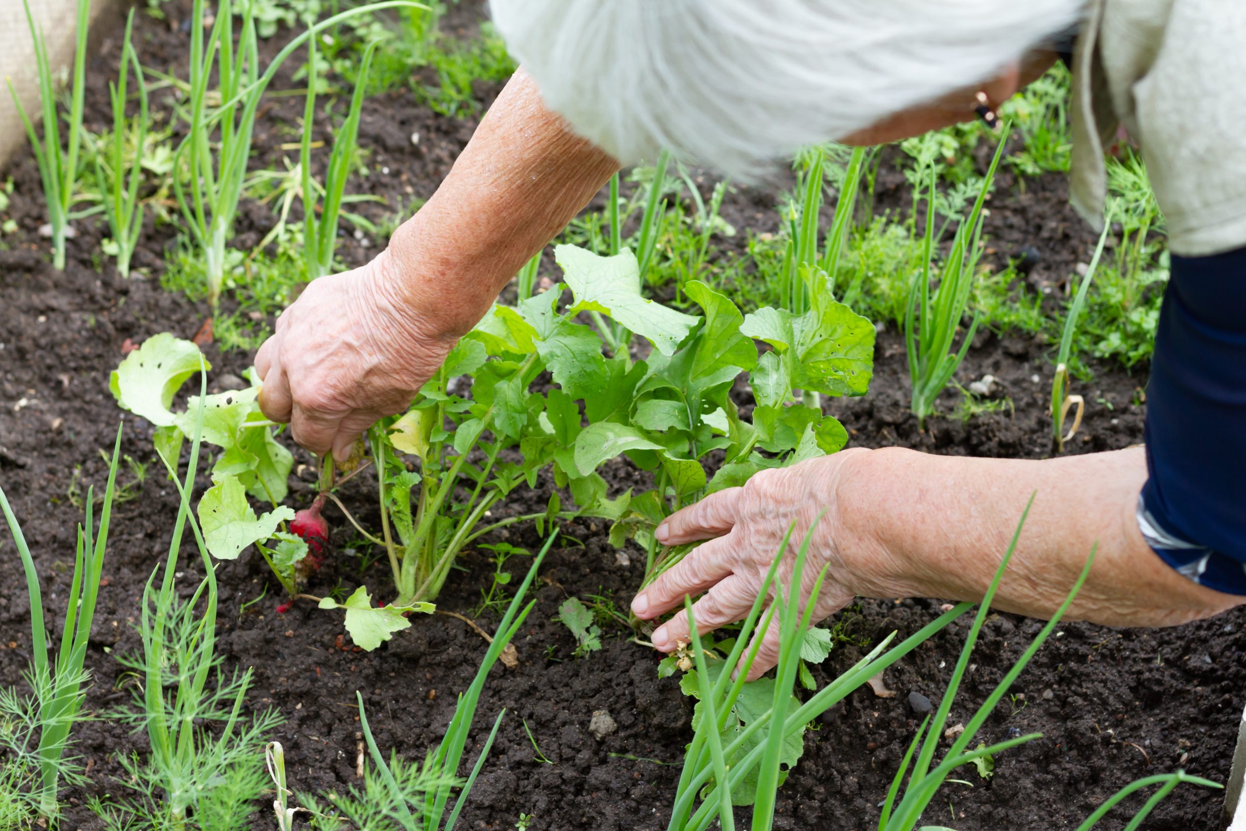 An elderly person gardening, nurturing plants