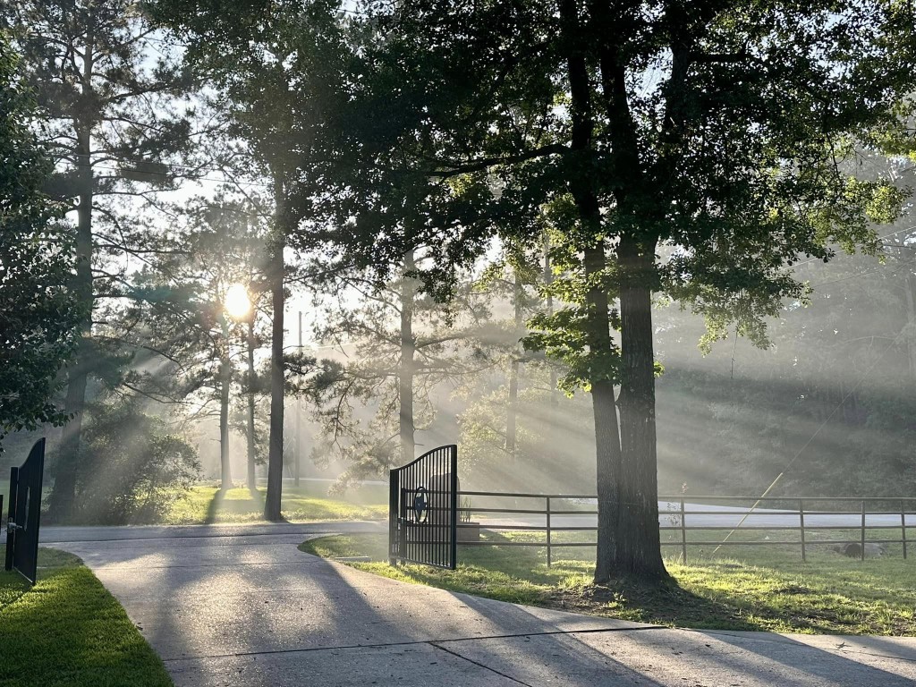 Sunlight streaming through trees in a serene outdoor setting
