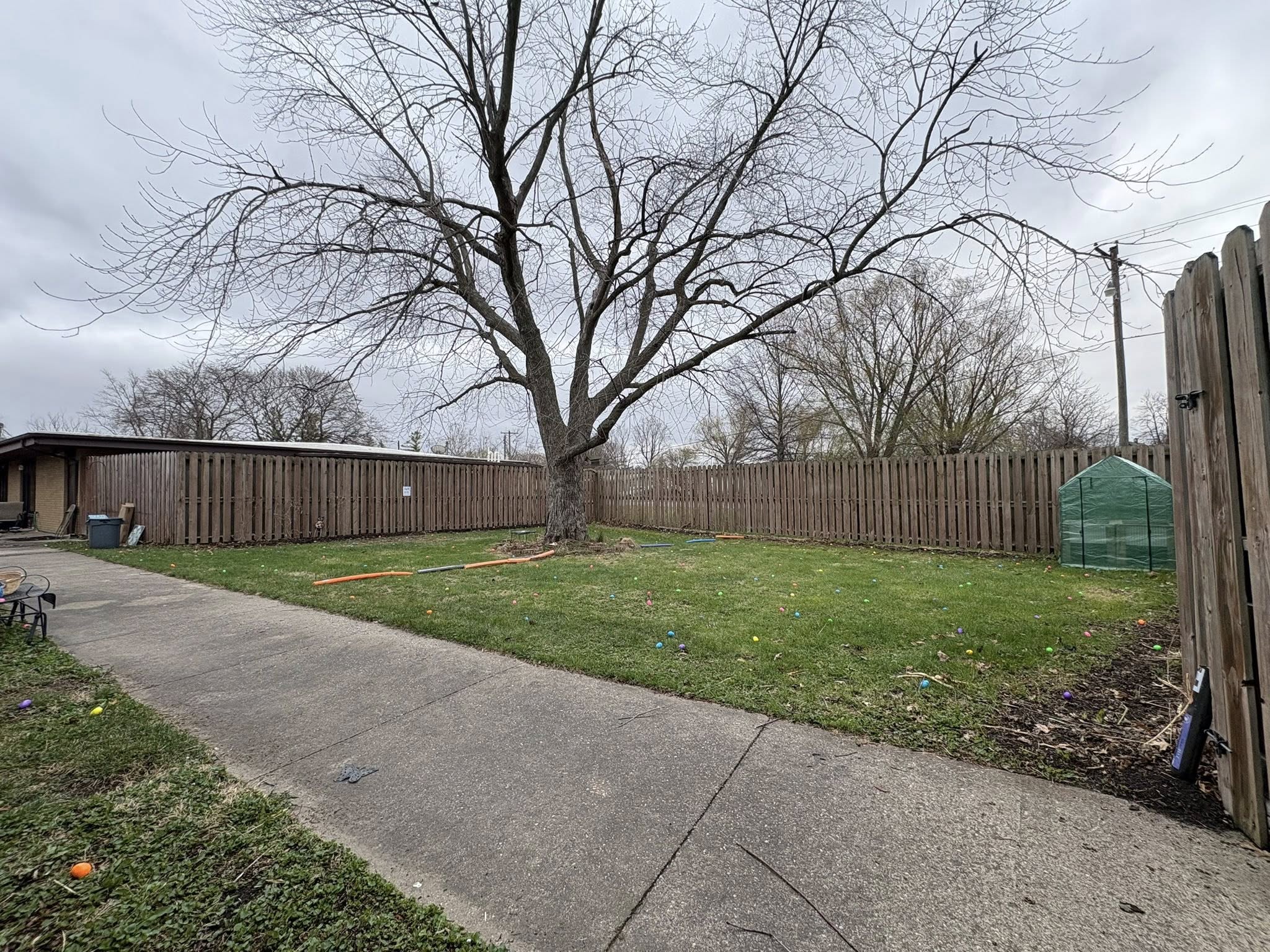 A grassy outdoor area with a tree and fence