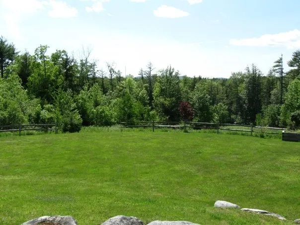 Lush green outdoor space with trees and grass