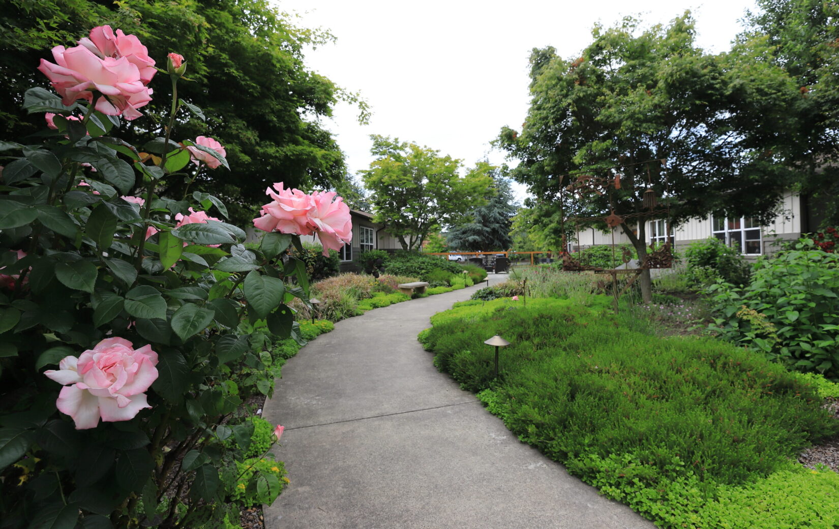 Pathway through a garden with blooming roses