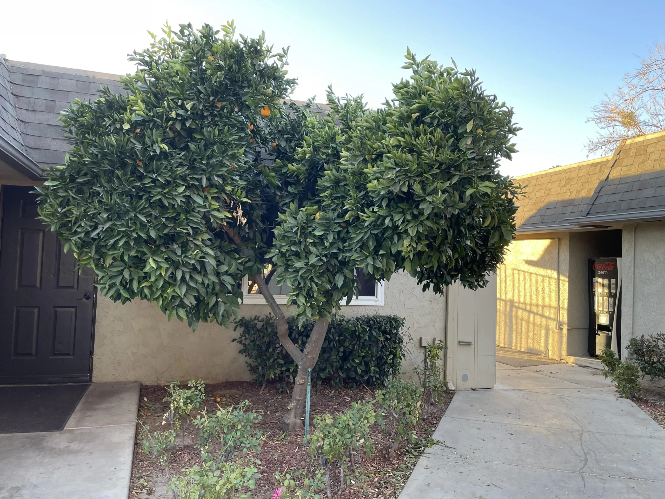 Outdoor area with an orange tree and pathway