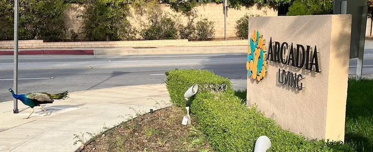 Facility logo with a peacock in front