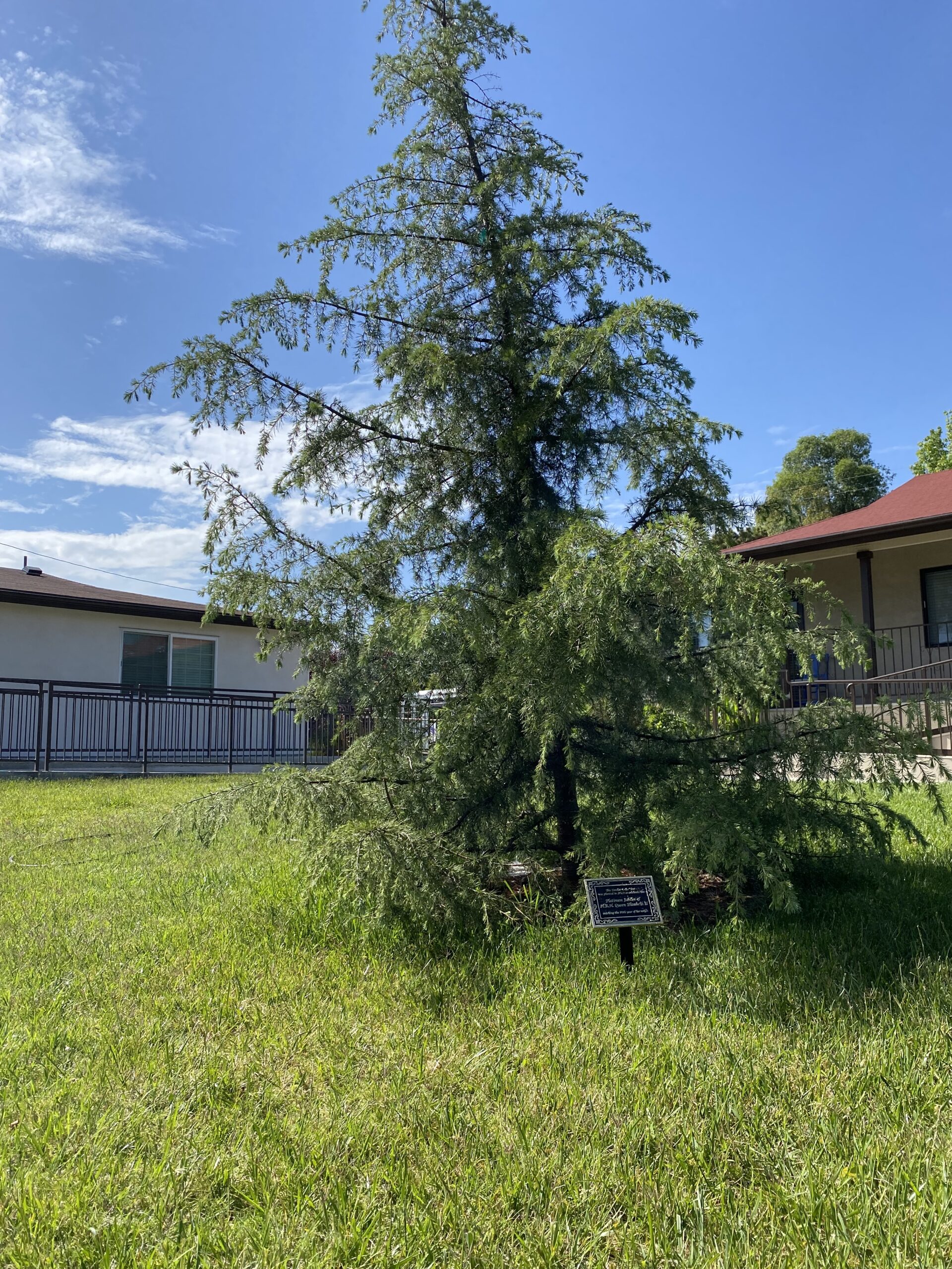 A tree in the facility's outdoor area