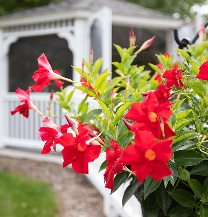 Valley Pines