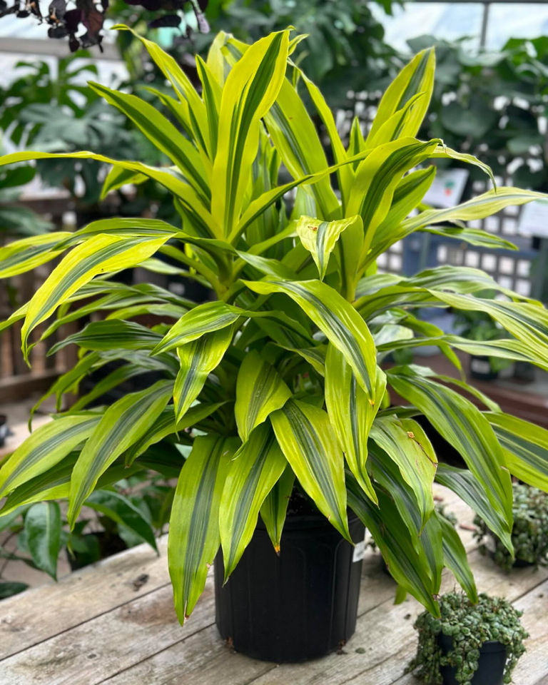 Sunnyside Gardens