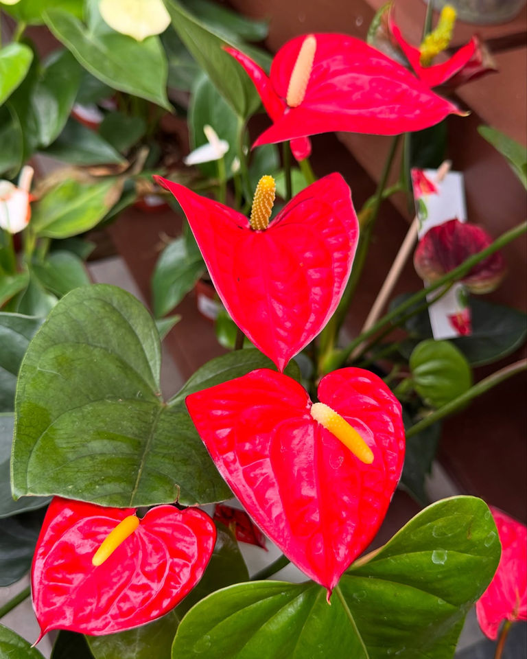 Sunnyside Gardens