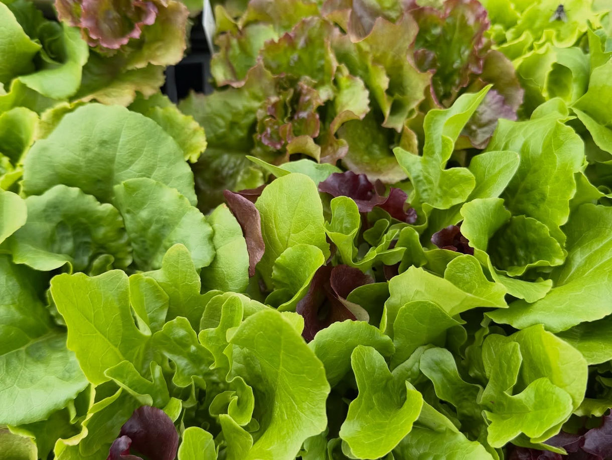 Sunnyside Gardens