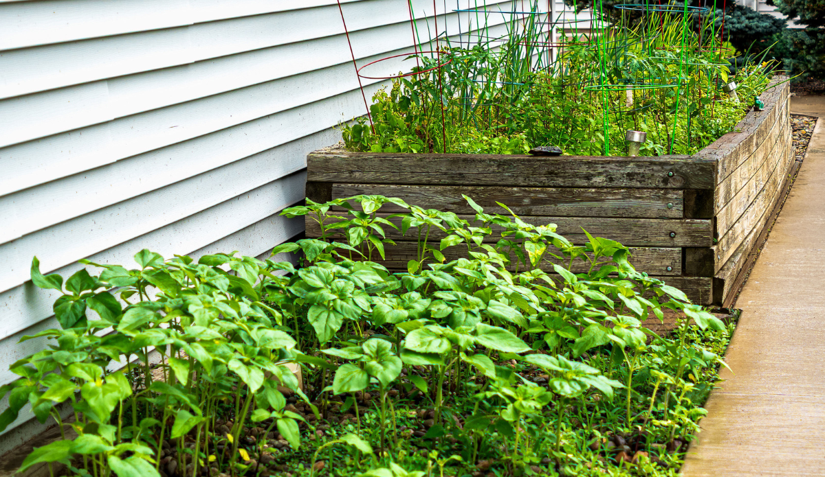 Raised garden beds with fresh vegetables