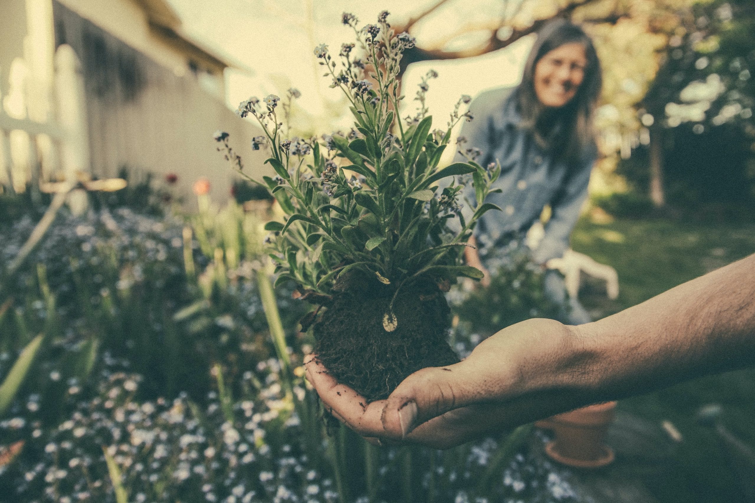 Person gardening outdoors with flowers.