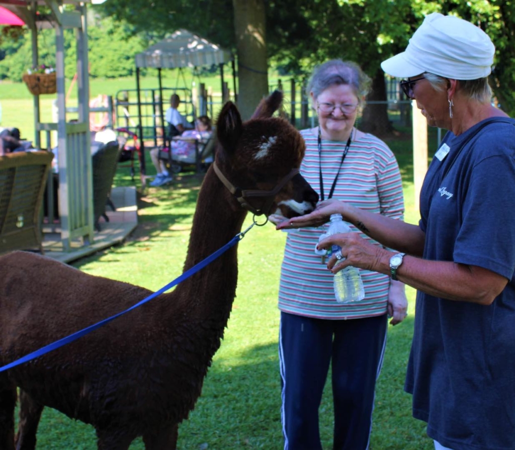 Residents interacting with an alpaca outdoors.