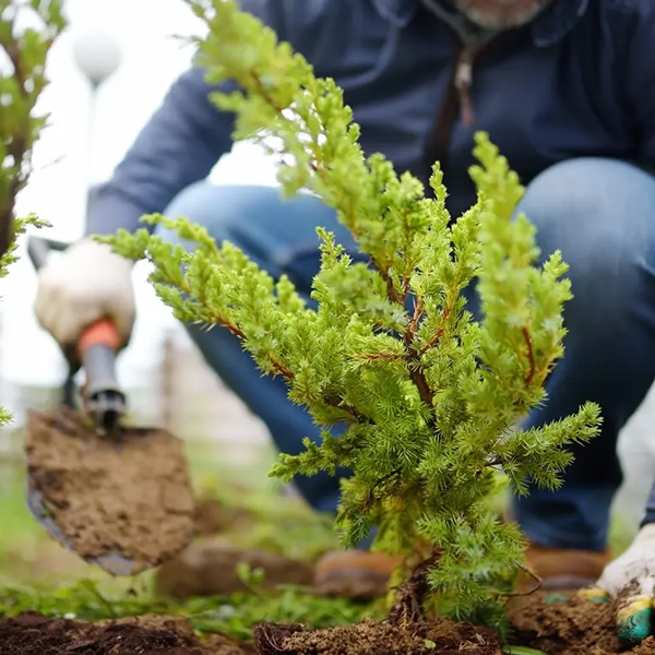 Gardening activity with an individual planting a small tree.