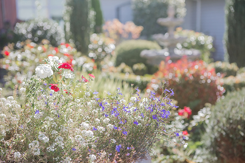 Beautiful garden with colorful flowers in bloom.