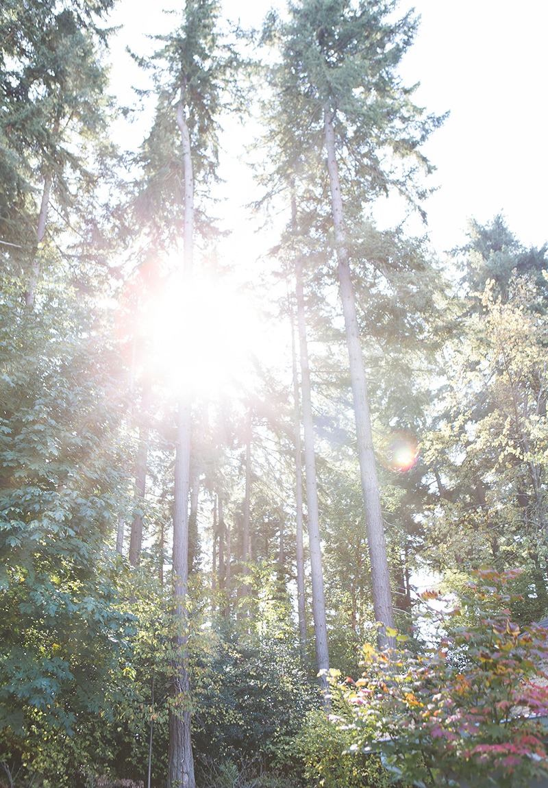 Sunlight streaming through tall trees