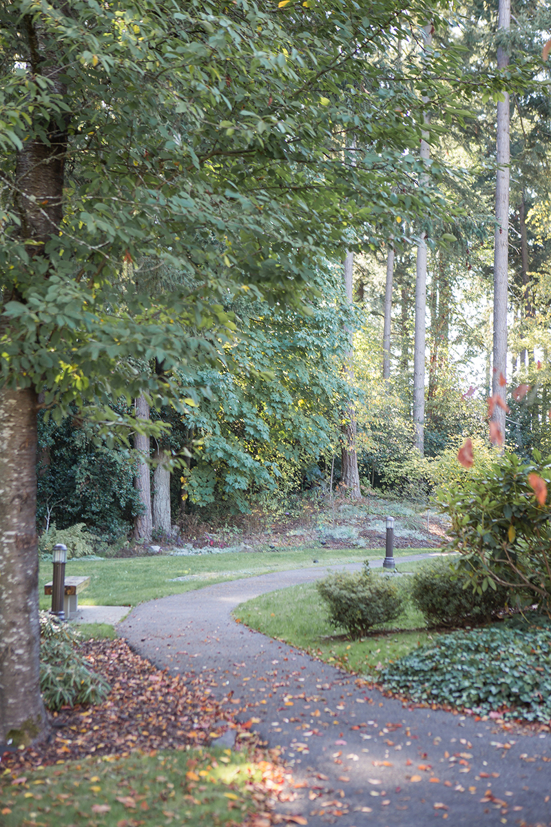 A scenic pathway surrounded by trees in a garden