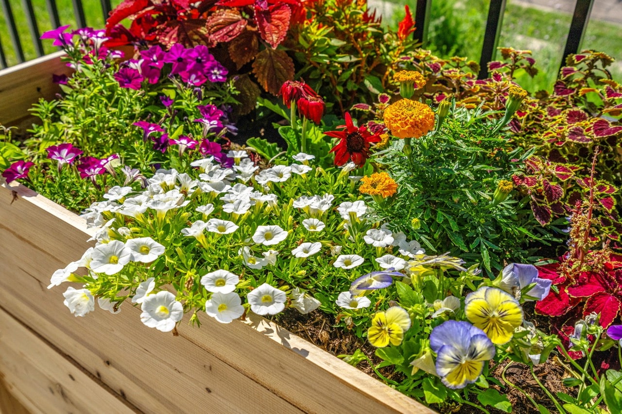 Colorful flowers in a planter box