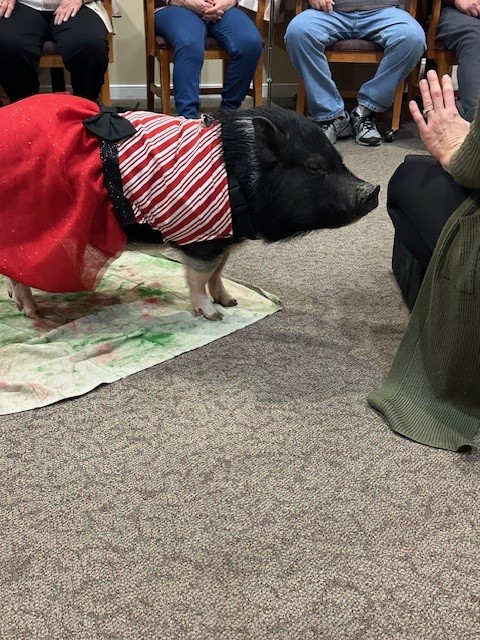 A dressed pig interacting with residents in a facility.