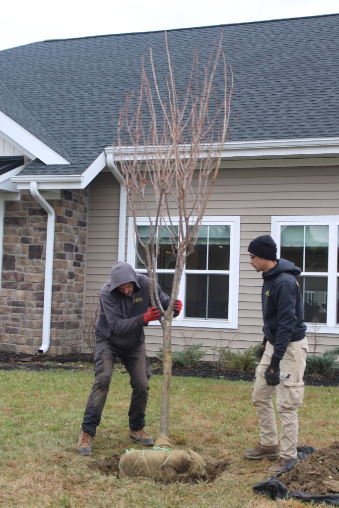 Two staff members planting a tree outdoors.