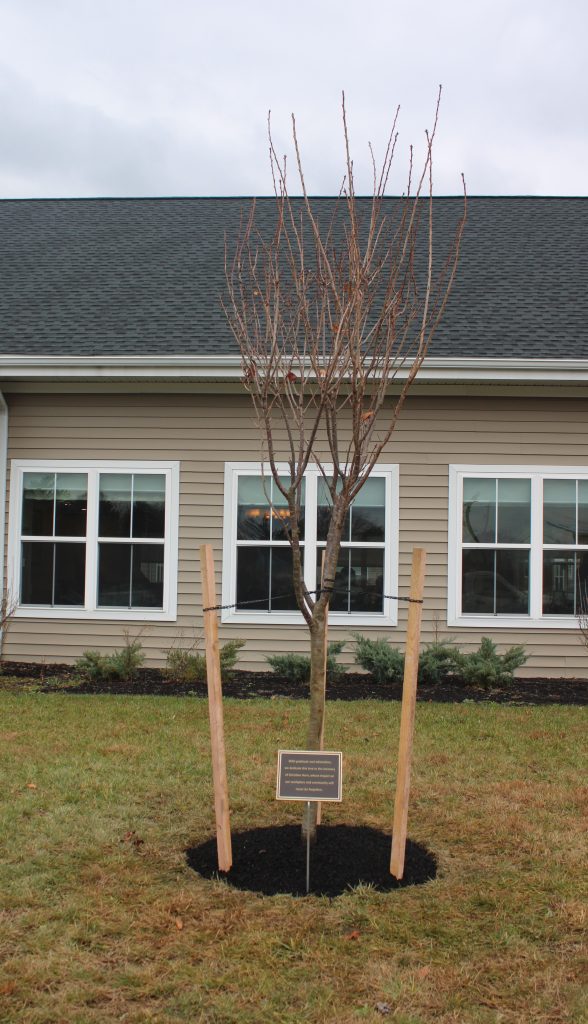 A tree with a plaque outside the facility