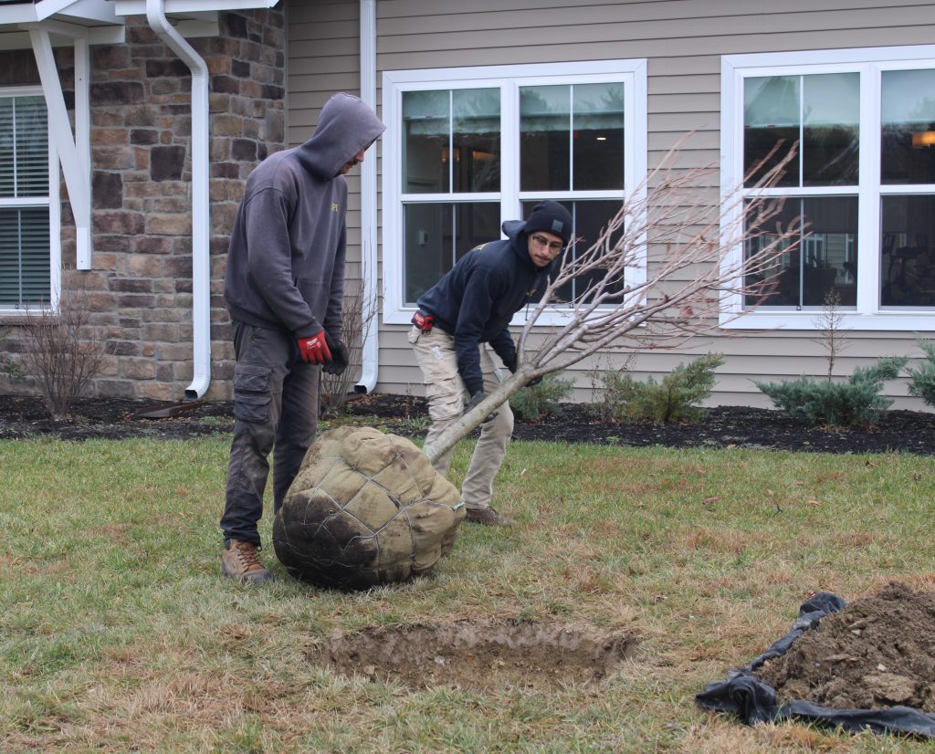 Workers planting a tree in the outdoor area