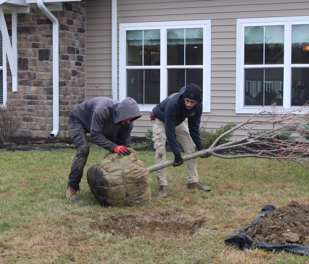 Two staff members planting a tree outdoors.