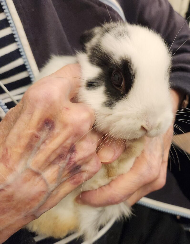 Elderly hands holding a pet rabbit.