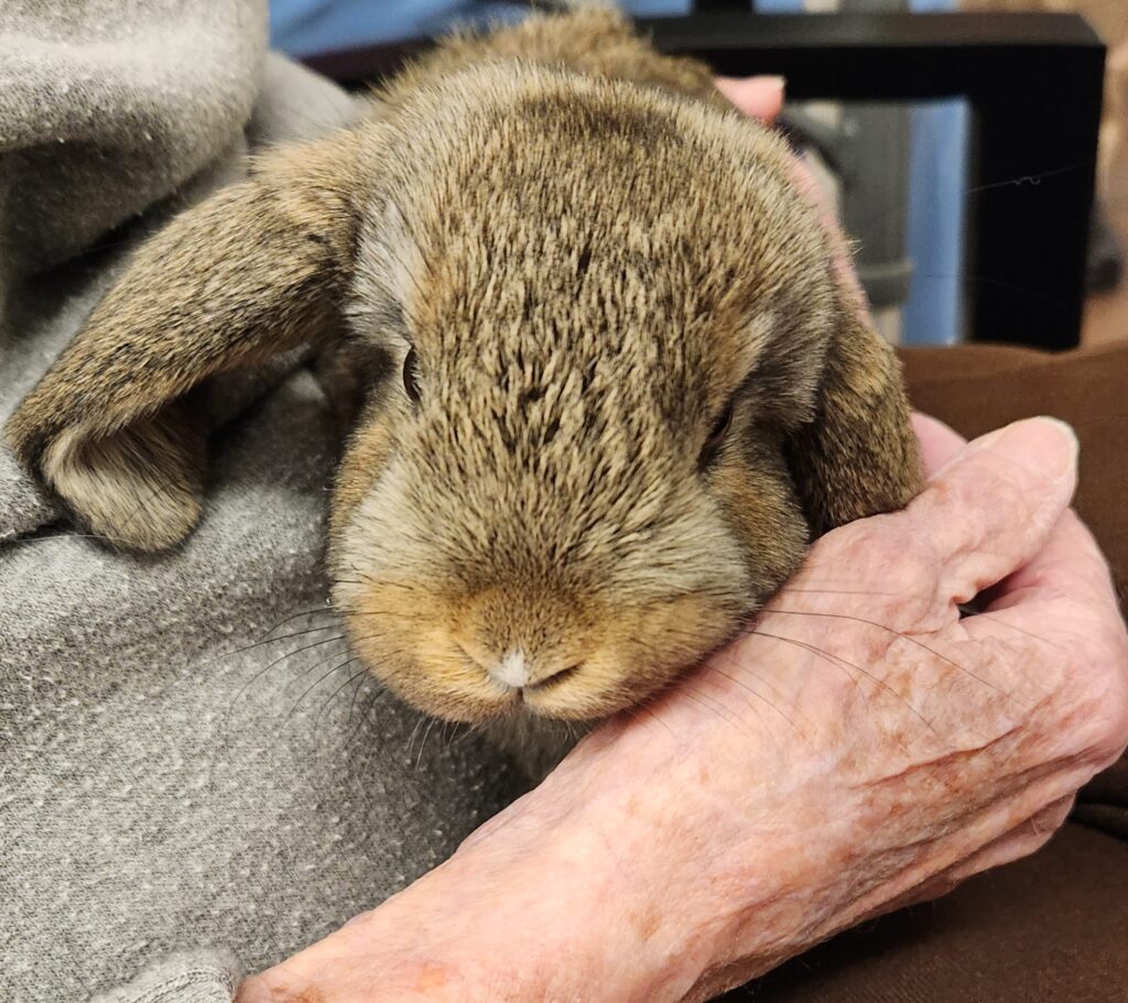 Senior holding a rabbit in her hands