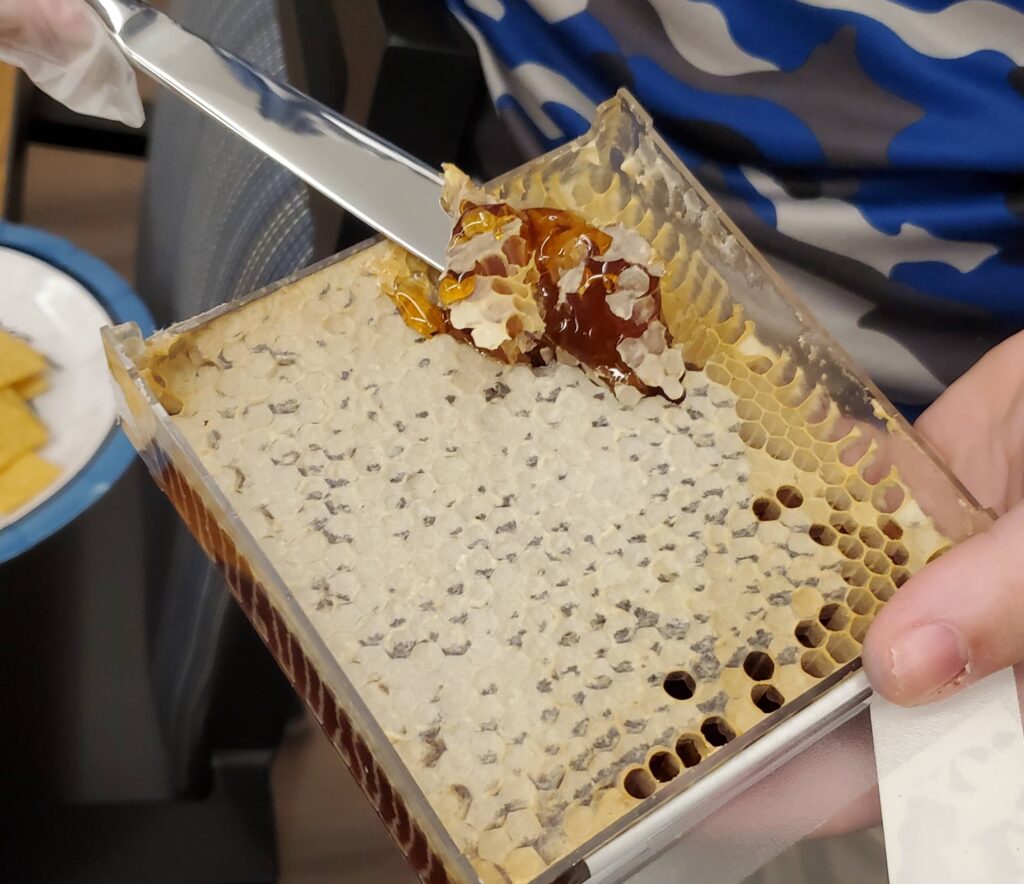 A person using a knife to extract honey from a honeycomb.