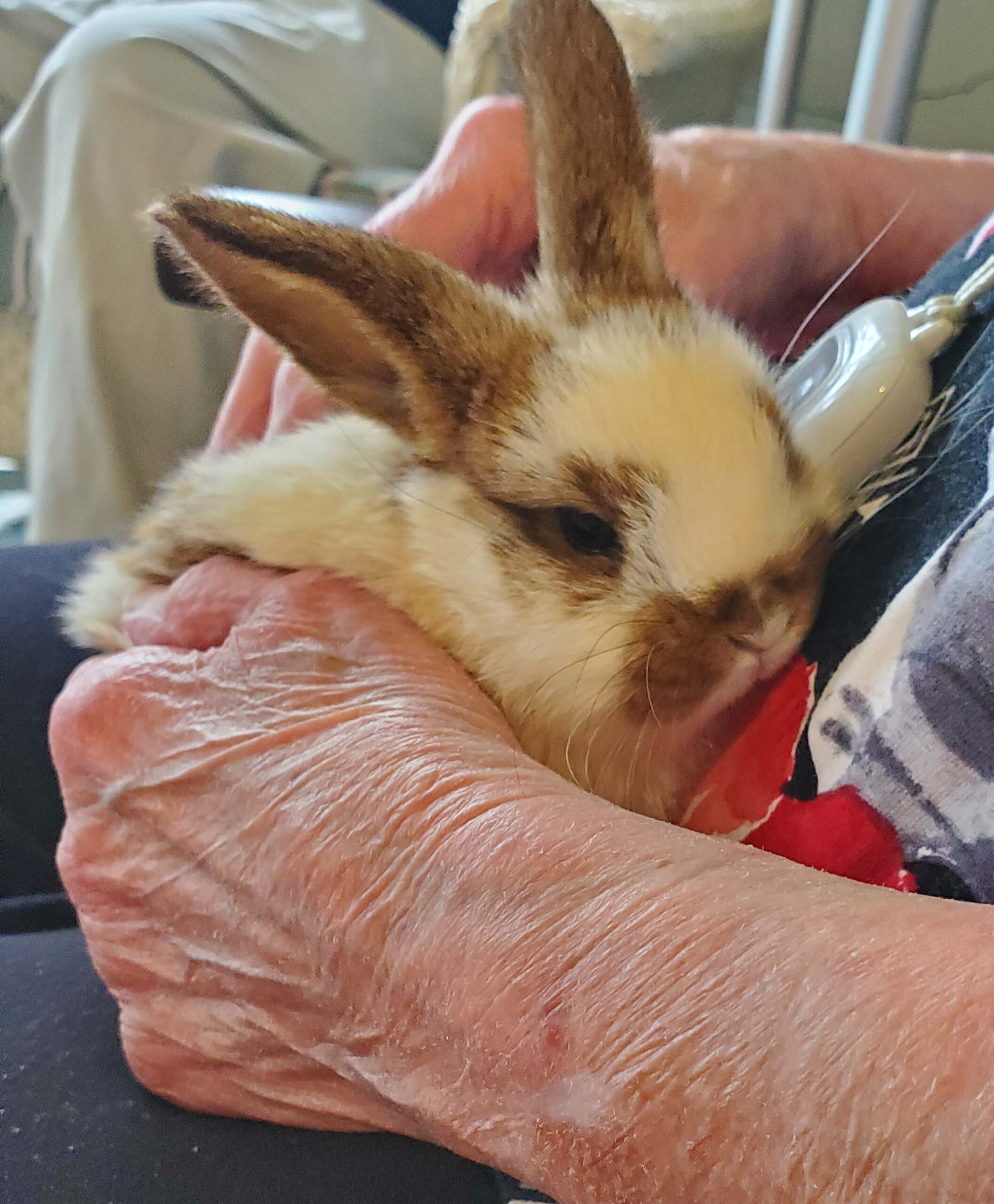 Resident holding a rabbit in their hands.