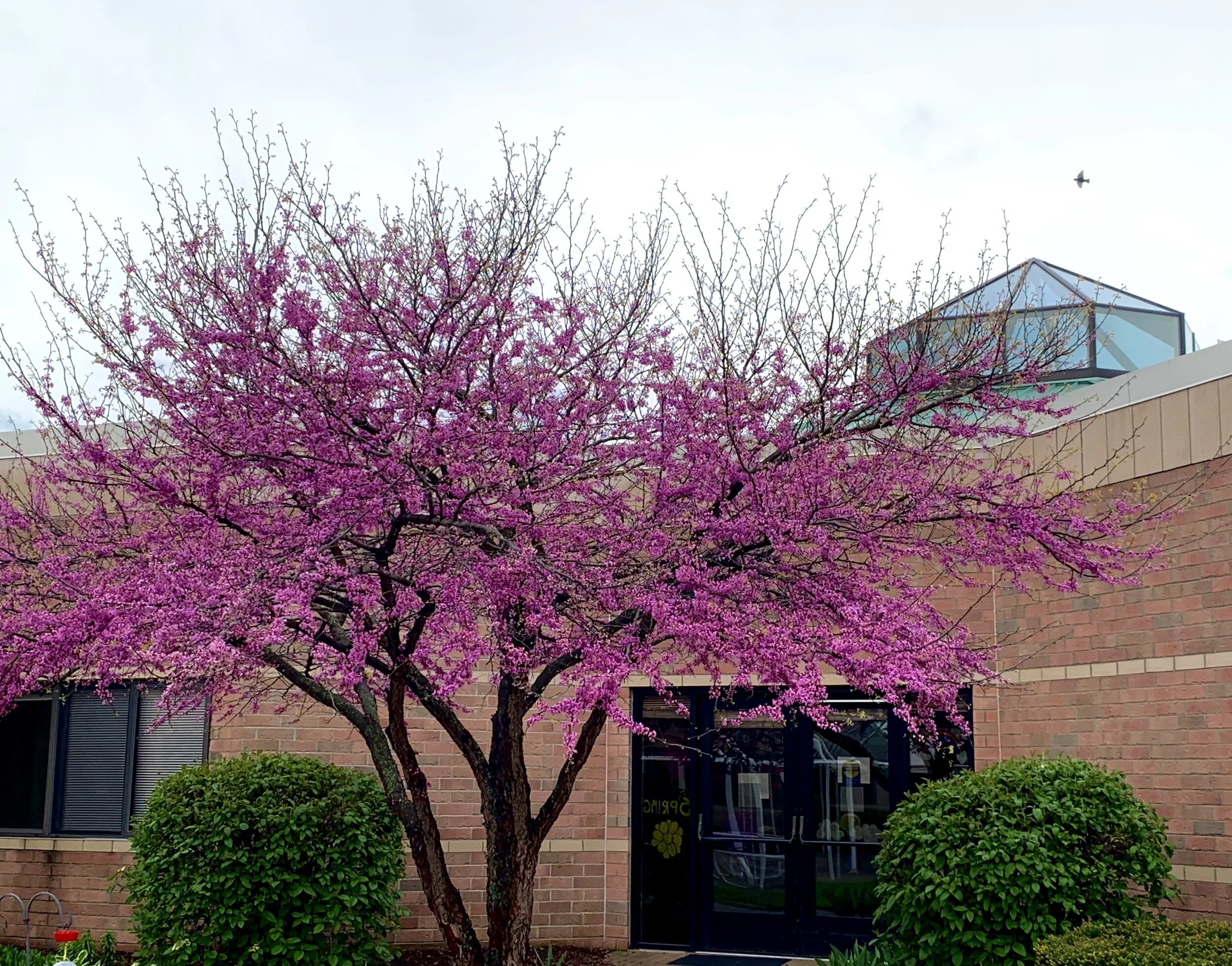 Blooming tree in front of the facility entrance