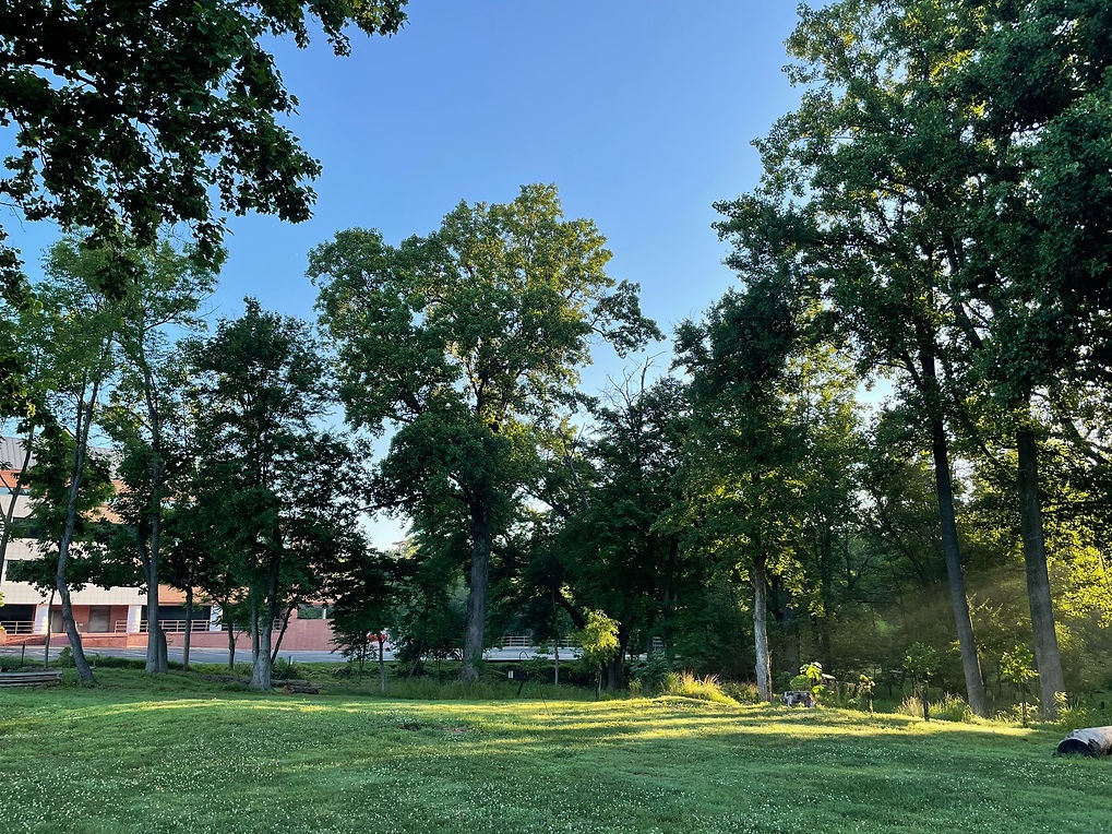 Outdoor space with trees and part of the building visible